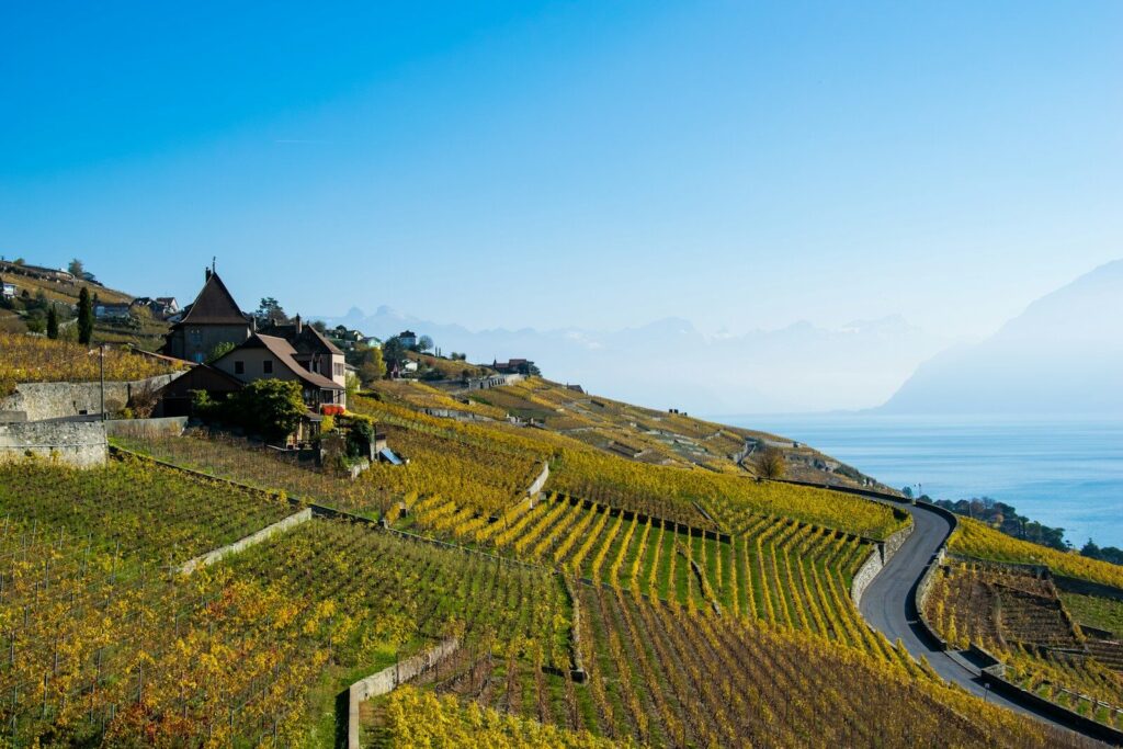 a scenic view of a vineyard with a house on the hill